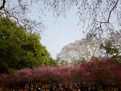 -武汉大学-樱园