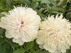 -洛阳市隋唐城遗址植物园