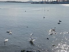 -烟墩角天鹅湖