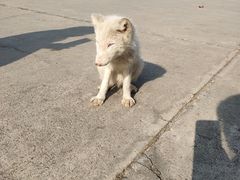 -食家鸽园