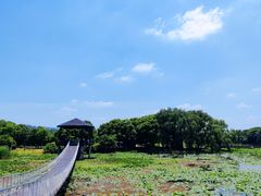 -荷塘月色湿地公园·向阳花洲