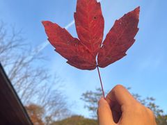 -天女山森林公园