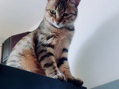 -猫在这儿猫咪咖啡馆·撸猫馆