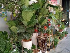 -溪岸路花鸟市场