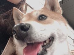 -逗柴咖啡屋·狗咖猫咖宠物桌游