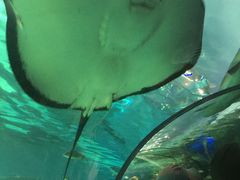 -瑞普利水族馆