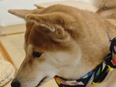 -柴迷FANS CLUB·柴犬狗咖·猫咖