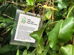 -墨尔本皇家植物园