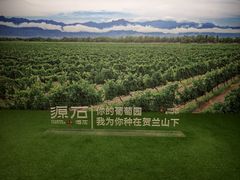 -源石酒庄