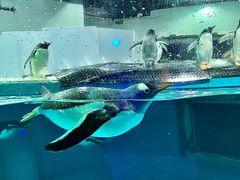 -正佳极地海洋世界