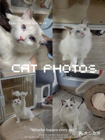 深圳探店｜布偶猫主题️—Aleo猫屋