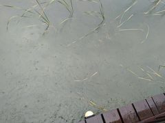 -桐乡凤凰湖
