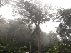 -海南热带雨林国家公园吊罗山景区