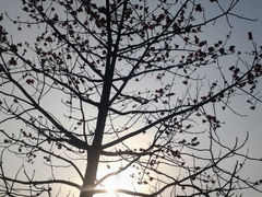 android_upload_pic-仙游革命烈士陵园