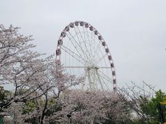 -顾村公园