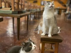 -猫猫幼稚园·撸猫·桌游·电玩