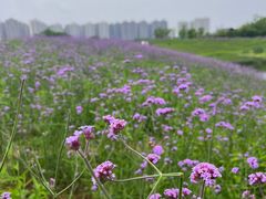 -洋湖国家湿地公园