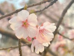 -杭州植物园