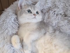 -lincat·猫舍(广州店)