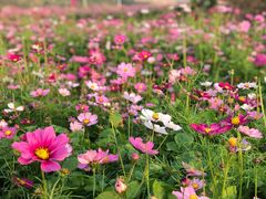 -光明小镇欢乐田园