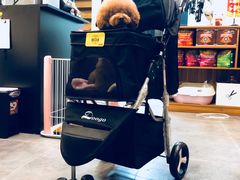 -小尾巴宠物店(万科·金域华庭店)