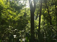 -西双版纳原始森林公园