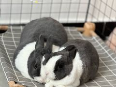 -宠物兔专门店(天丰利市场店)