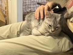 -楼上猫咖(罗湖店)