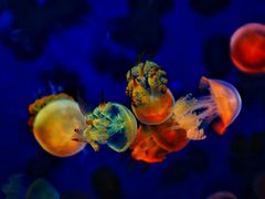 -成都浩海立方海洋公园