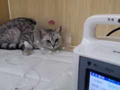 -美联众合动物医院·24h京西诊疗中心