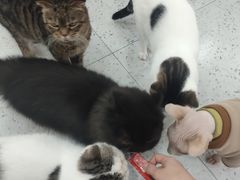 -喵园·猫主题咖啡厅·撸猫·猫咖(国贸店)