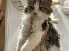-楼上猫咖(罗湖店)