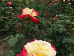 -人民公园(罗湖区)