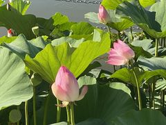 -西海子公园