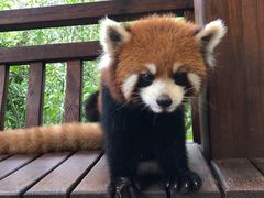 -普洱太阳河森林公园