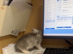 -瑞派康怡24h宠物医院·犬猫医疗中心·微创绝育(瑞景分院)