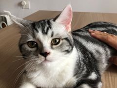 -lincat·猫舍(广州店)