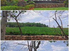 -美的鹭湖森林度假区