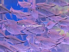 -花鸟鱼虫鲜花绿植市场(玉泉路店)