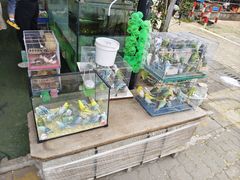 -花鸟市场(虞山北路)