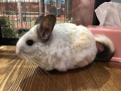 -藦茜花园宠物主题亲子互动体验馆(国顺东路店)
