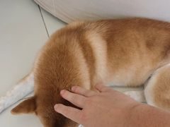 -怪兽屋·羊驼·猫咖·狗咖(俊华广场店)