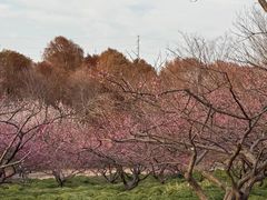 -上海海湾国家森林公园