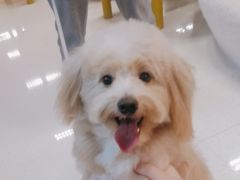 -帕帕拉兹宠物(亚洲旗舰店)