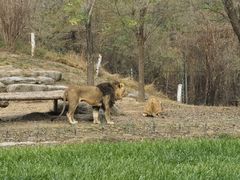 -北京野生动物园