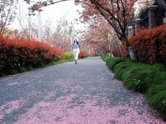 -高东镇樱花园