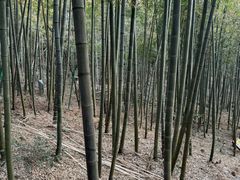 -江南天池
