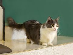 -飞行喵MR PILOT|猫舍·猫咖(静安大融城店)