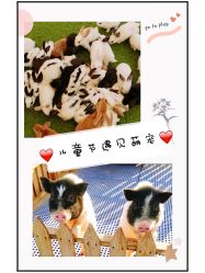 -萌宠亲子动物乐园(槐房万达店)