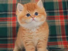 -欣宠猫屋·矮脚拿破仑·蓝金金渐层